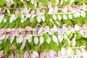 Leaf Petal Taffeta Chair Caps & Sleeves - Multi Lime